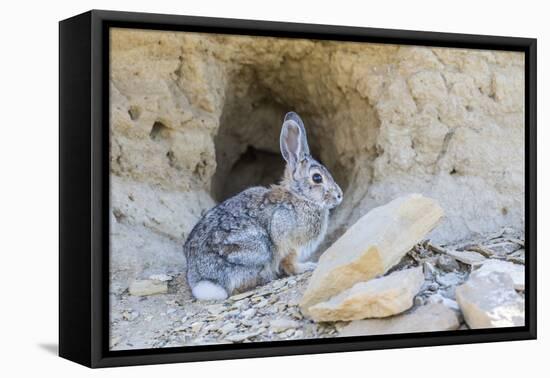 Lincoln County, a Cottontail Rabbit Sits in Front of it's Hole in the Desert of Wyoming-Elizabeth Boehm-Framed Premier Image Canvas