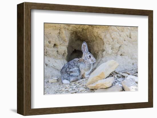 Lincoln County, a Cottontail Rabbit Sits in Front of it's Hole in the Desert of Wyoming-Elizabeth Boehm-Framed Photographic Print