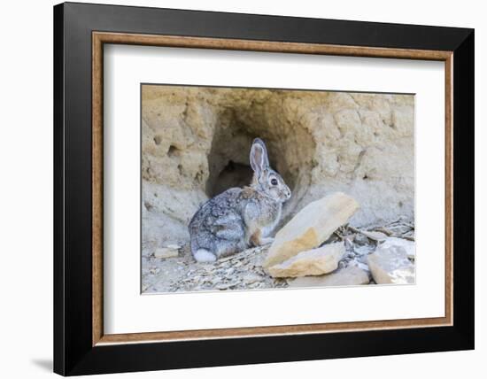 Lincoln County, a Cottontail Rabbit Sits in Front of it's Hole in the Desert of Wyoming-Elizabeth Boehm-Framed Photographic Print