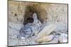 Lincoln County, a Cottontail Rabbit Sits in Front of it's Hole in the Desert of Wyoming-Elizabeth Boehm-Mounted Photographic Print