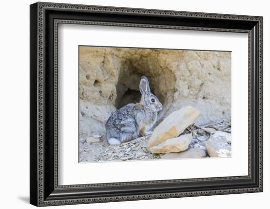 Lincoln County, a Cottontail Rabbit Sits in Front of it's Hole in the Desert of Wyoming-Elizabeth Boehm-Framed Photographic Print