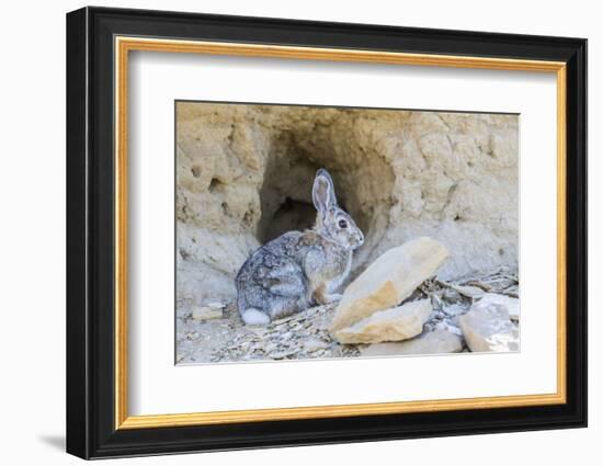 Lincoln County, a Cottontail Rabbit Sits in Front of it's Hole in the Desert of Wyoming-Elizabeth Boehm-Framed Photographic Print