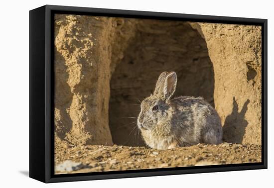 Lincoln County, Wyoming. Cottontail Rabbit sits in front of its den creating a rabbit-eared shadow.-Elizabeth Boehm-Framed Premier Image Canvas