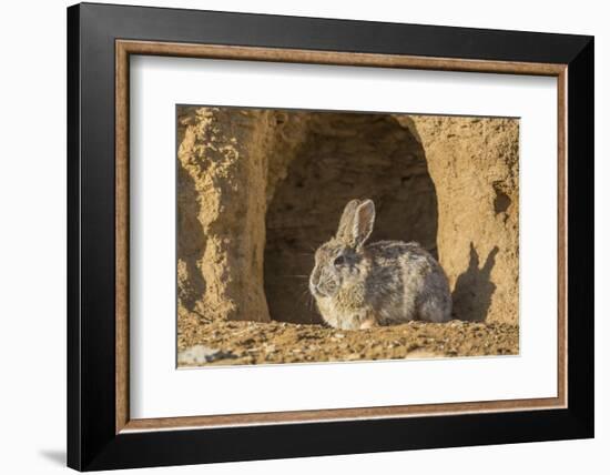 Lincoln County, Wyoming. Cottontail Rabbit sits in front of its den creating a rabbit-eared shadow.-Elizabeth Boehm-Framed Photographic Print