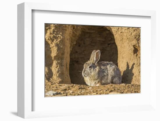 Lincoln County, Wyoming. Cottontail Rabbit sits in front of its den creating a rabbit-eared shadow.-Elizabeth Boehm-Framed Photographic Print