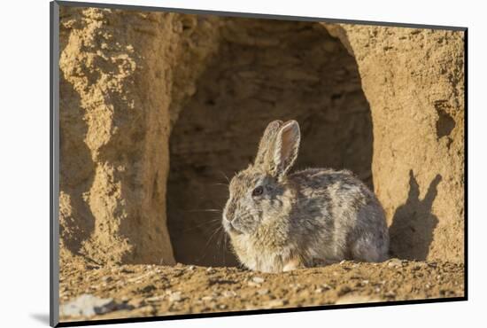 Lincoln County, Wyoming. Cottontail Rabbit sits in front of its den creating a rabbit-eared shadow.-Elizabeth Boehm-Mounted Photographic Print