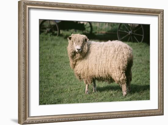 Lincoln Longwool Sheep-null-Framed Photographic Print