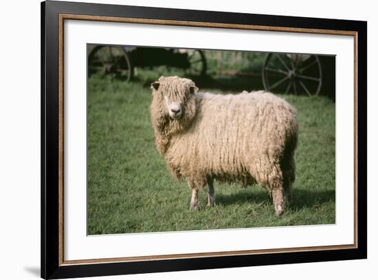 Lincoln Longwool Sheep-null-Framed Photographic Print