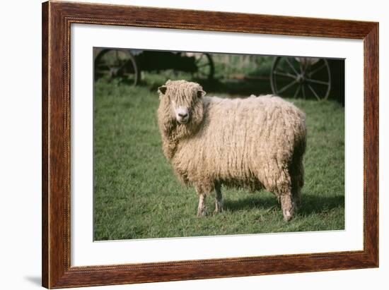 Lincoln Longwool Sheep-null-Framed Photographic Print