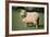 Lincoln Longwool Sheep-null-Framed Photographic Print