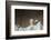 Lincoln Memorial in Washington, DC-Paul Souders-Framed Photographic Print