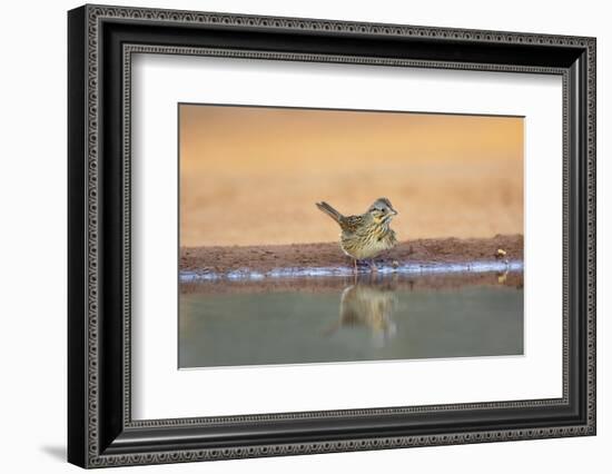 Lincoln's Sparrow (Melospiza lincolnii) drinking-Larry Ditto-Framed Photographic Print