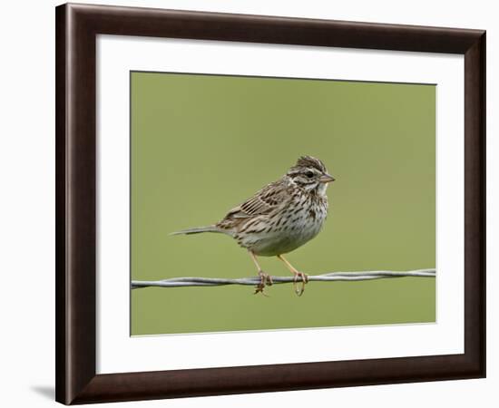 Lincoln's Sparrow (Melospiza Lincolnii), San Jacinto Wildlife Area, California, USA-null-Framed Photographic Print