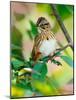 Lincoln's Sparrow, Melospiza lincolnii-Adam Jones-Mounted Photographic Print