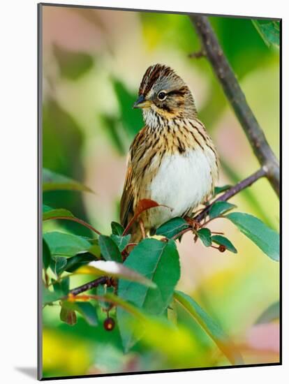 Lincoln's Sparrow, Melospiza lincolnii-Adam Jones-Mounted Photographic Print