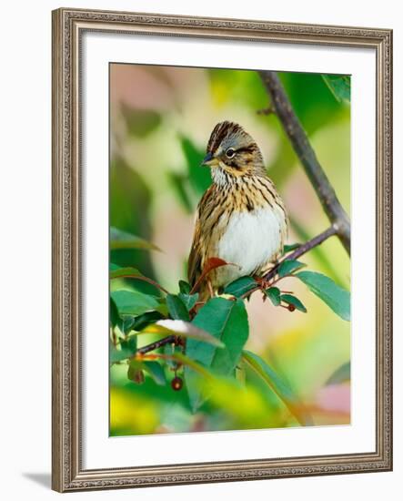 Lincoln's Sparrow, Melospiza lincolnii-Adam Jones-Framed Photographic Print