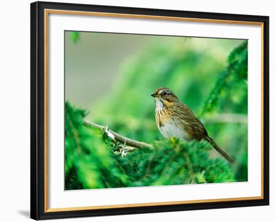 Lincoln's Sparrow-Adam Jones-Framed Photographic Print