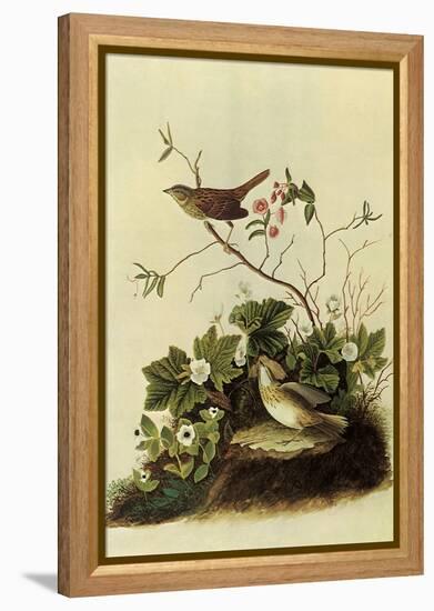 Lincoln's Sparrows-John James Audubon-Framed Premier Image Canvas