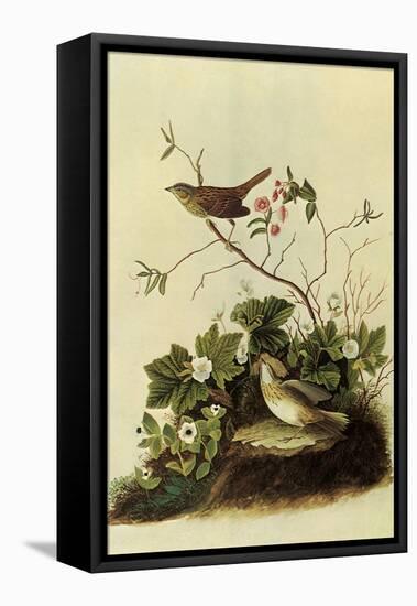 Lincoln's Sparrows-John James Audubon-Framed Premier Image Canvas