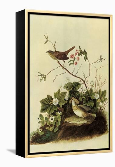 Lincoln's Sparrows-John James Audubon-Framed Premier Image Canvas