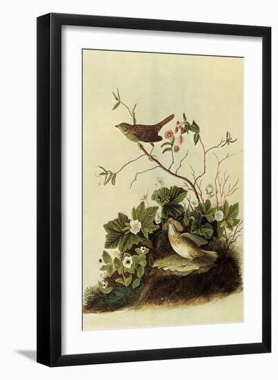 Lincoln's Sparrows-John James Audubon-Framed Giclee Print