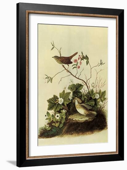 Lincoln's Sparrows-John James Audubon-Framed Giclee Print