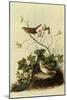 Lincoln's Sparrows-John James Audubon-Mounted Giclee Print