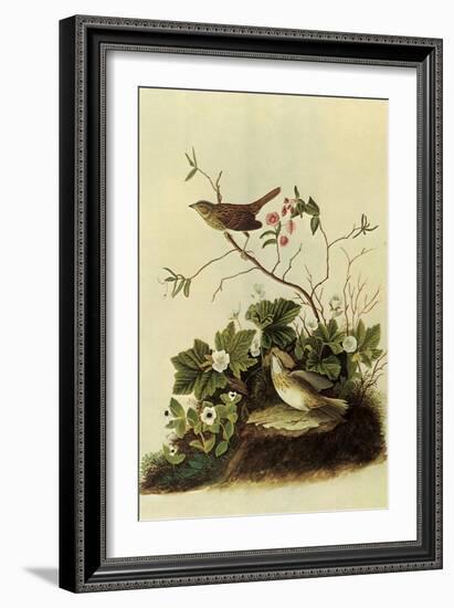 Lincoln's Sparrows-John James Audubon-Framed Giclee Print