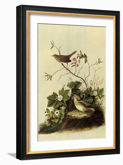 Lincoln's Sparrows-John James Audubon-Framed Giclee Print