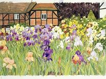 Irises-Linda Benton-Framed Premier Image Canvas