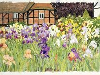 Irises-Linda Benton-Giclee Print