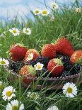 Bowl of Strawberries and Blackberries in Grass with Daisies-Linda Burgess-Photographic Print
