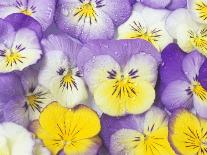 Yellow and Purple Pansies-Linda Burgess-Photographic Print