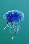Blue Jellyfish (Cyanea Lamarckii), Feeding on Small Plankton, Lundy Island, Devon, UK-Linda Pitkin-Photographic Print