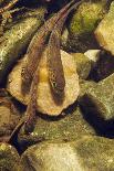 Knapweed broomrape close up, Howell Hill Reserve, UK-Linda Pitkin-Photographic Print