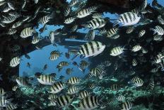 Sea fan, Triton Bay, Indonesia-Linda Pitkin-Photographic Print