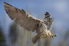 Bengalese Eagle Owl-Linda Wright-Photographic Print