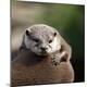 Premium Photographic Print