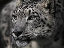 Snow Leopard-Linda Wright-Photographic Print