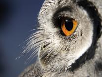 Barn Owl-Linda Wright-Premium Photographic Print