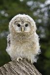 White-faced Scops Owl Eye-Linda Wright-Photographic Print