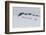 Lindblad Expeditions Guests from the National Geographic Explorer Hiking at Orne Harbor, Antarctica-Michael Nolan-Framed Photographic Print