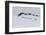 Lindblad Expeditions Guests from the National Geographic Explorer Hiking at Orne Harbor, Antarctica-Michael Nolan-Framed Photographic Print