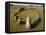 Lindholm Hoje Viking Grave, Near Alborg, Denmark, Scandinavia, Europe-Ken Gillham-Framed Premier Image Canvas