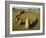 Lindholm Hoje Viking Grave, Near Alborg, Denmark, Scandinavia, Europe-Ken Gillham-Framed Photographic Print