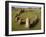 Lindholm Hoje Viking Grave, Near Alborg, Denmark, Scandinavia, Europe-Ken Gillham-Framed Photographic Print