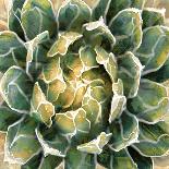 Succulent Verde IV-Lindsay Benson-Art Print