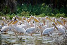 Africa: Kenya: a Flock of Yellow Beaked Pelican Looks Out for Food-Lindsay Constable-Premier Image Canvas