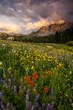 Wildflowers At Peak Season In Albion Basin-Lindsay Daniels-Photographic Print