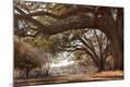 Photographic Print